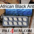 African Black Ant 34